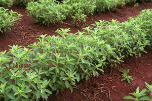 Stevia Herb Plants Seeds - Seed World