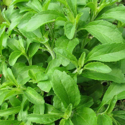 Stevia Herb Plants Seeds - Seed World