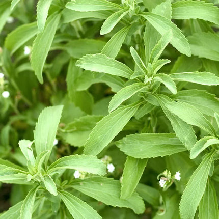 Stevia Herb Plants Seeds - Seed World