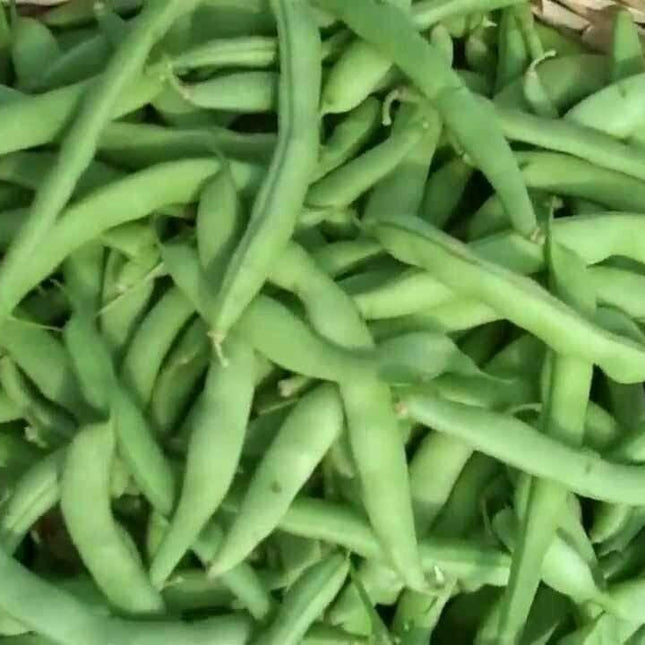 Strike Bush Green Bean Seeds - Seed World