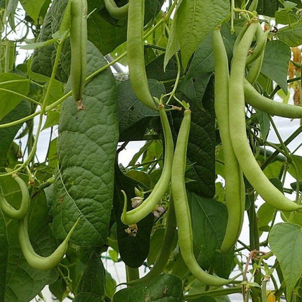 Strike Bush Green Bean Seeds - Seed World
