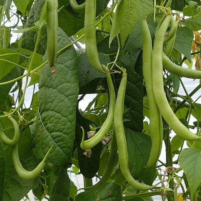 Strike Bush Green Bean Seeds - Seed World