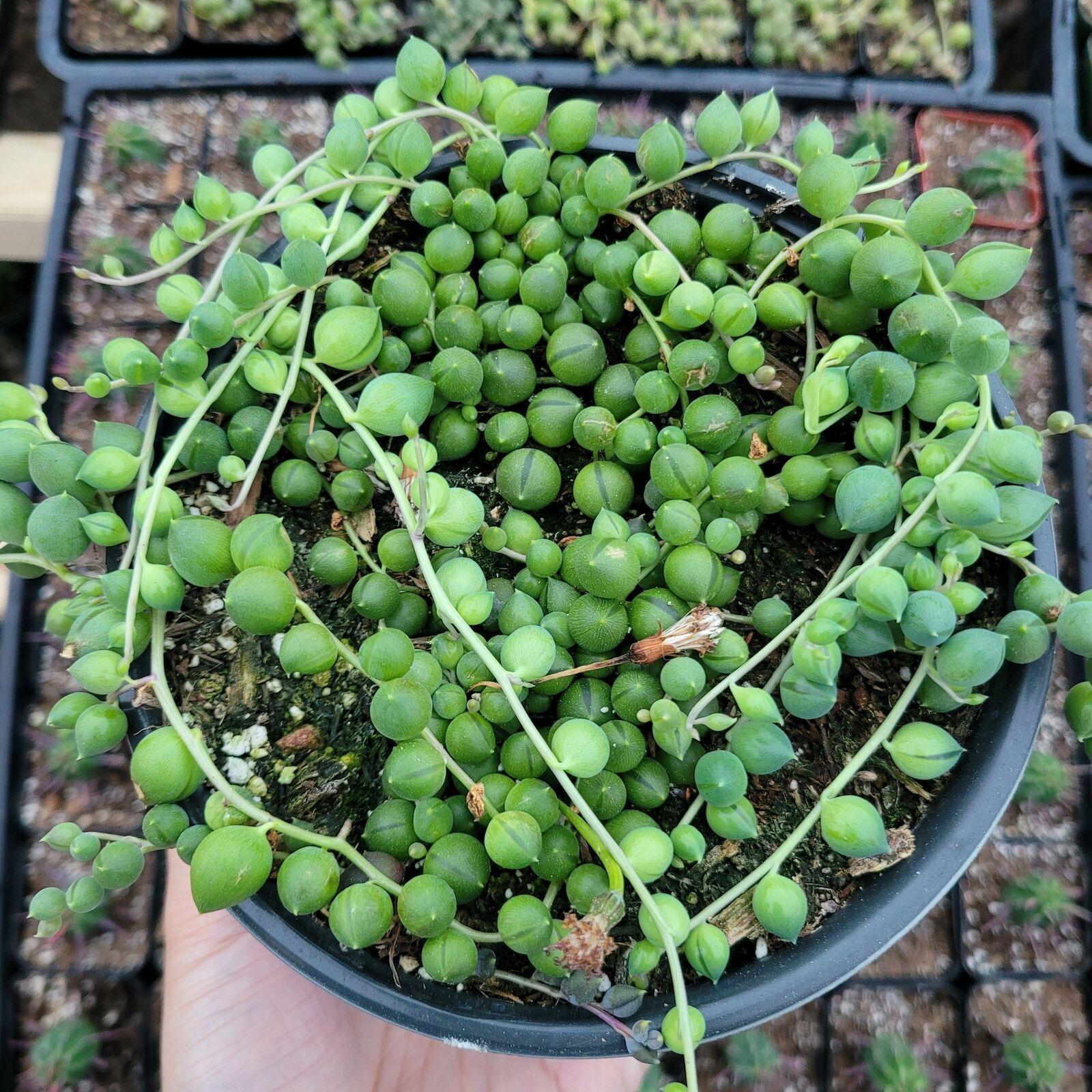 String of Pearls Senecio Rowleyanus Succulent Plant - Seed World