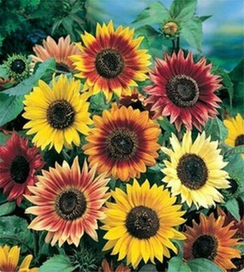 Sunflower - Autumn Beauty Mix 75 Seeds - Seed World