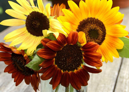 Sunflower - Autumn Beauty Mix 75 Seeds - Seed World