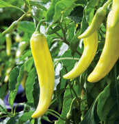 Sweet Banana Pepper Seeds | NON-GMO | Heirloom - Seed World