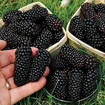 Sweet Black Berry Seeds - Seed World
