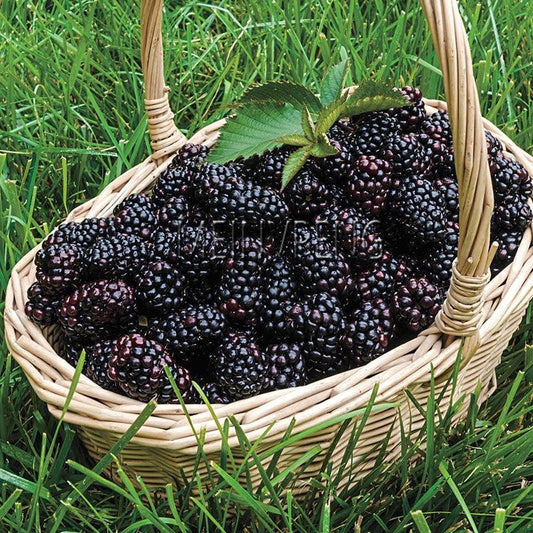 Sweet Black Berry Seeds - Seed World