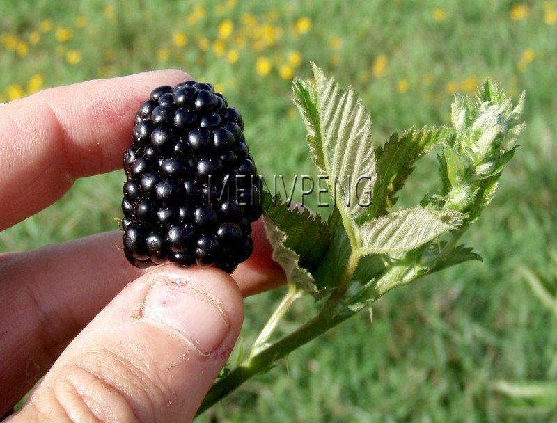 Sweet Black Berry Seeds - Seed World