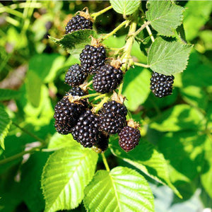 Sweet Black Berry Seeds - Seed World