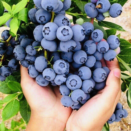 Sweet Blueberry Seeds - NON-GMO - Seed World