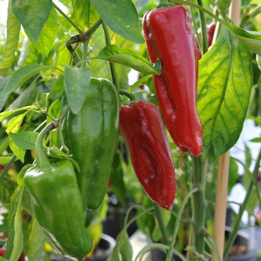 Sweet Marconi Rosso Pepper Seeds - Seed World