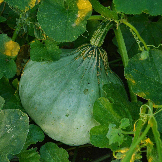 Sweet Meat Winter Squash growing on the vine with blue-gray heirloom fruit, prized for sweet orange flesh, excellent storage, and high-yield home gardens. Seed World