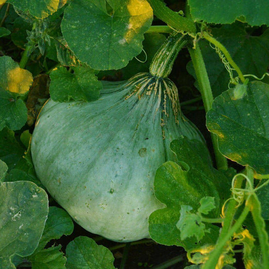 Sweet Meat Winter Squash Seeds - Seed World
