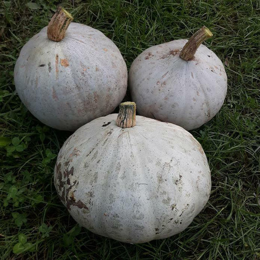 Sweet Meat Winter Squash Seeds - Seed World