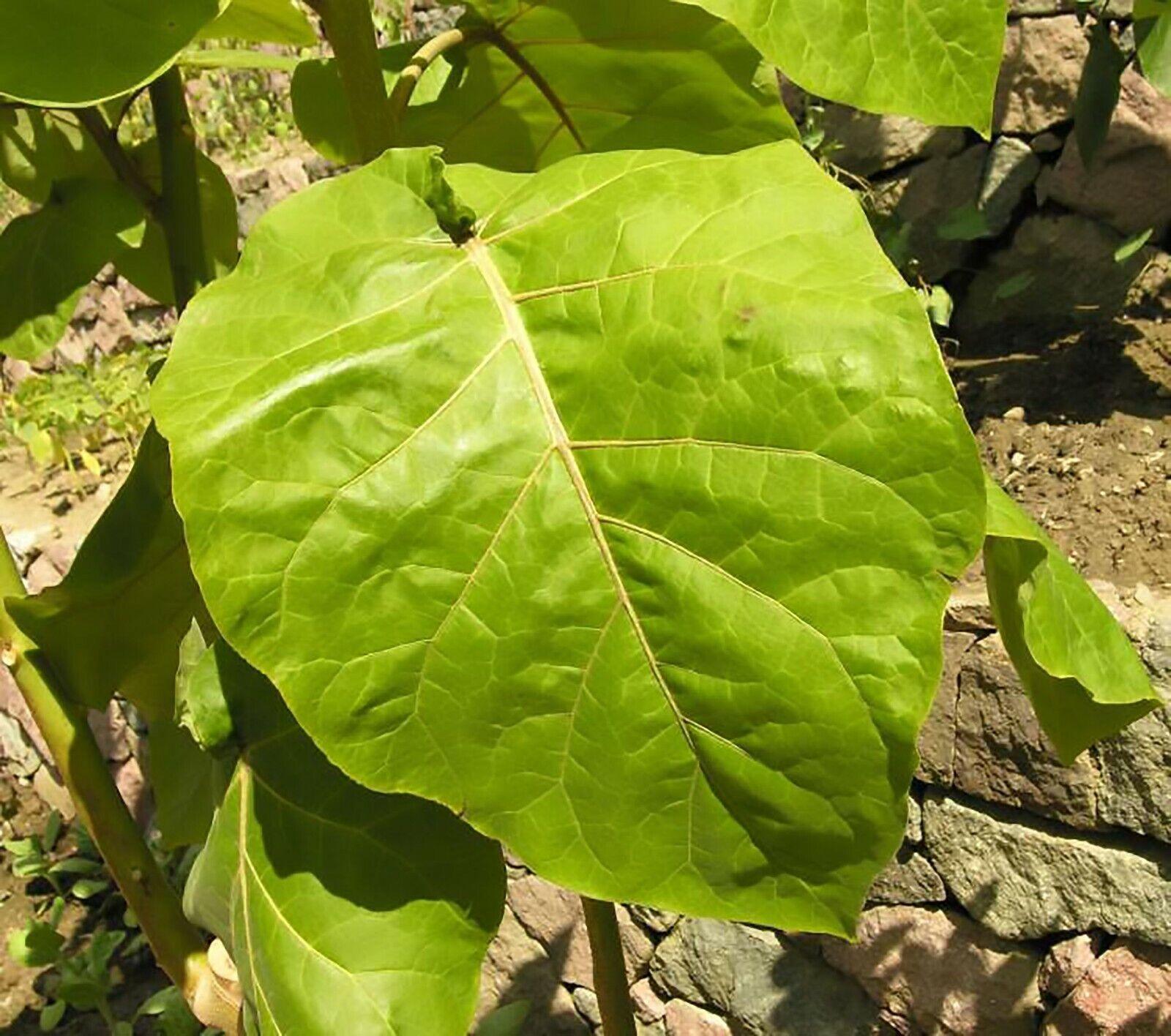 Tamarillo (Tree Tomato) Seeds (Edible, Fast) - Seed World