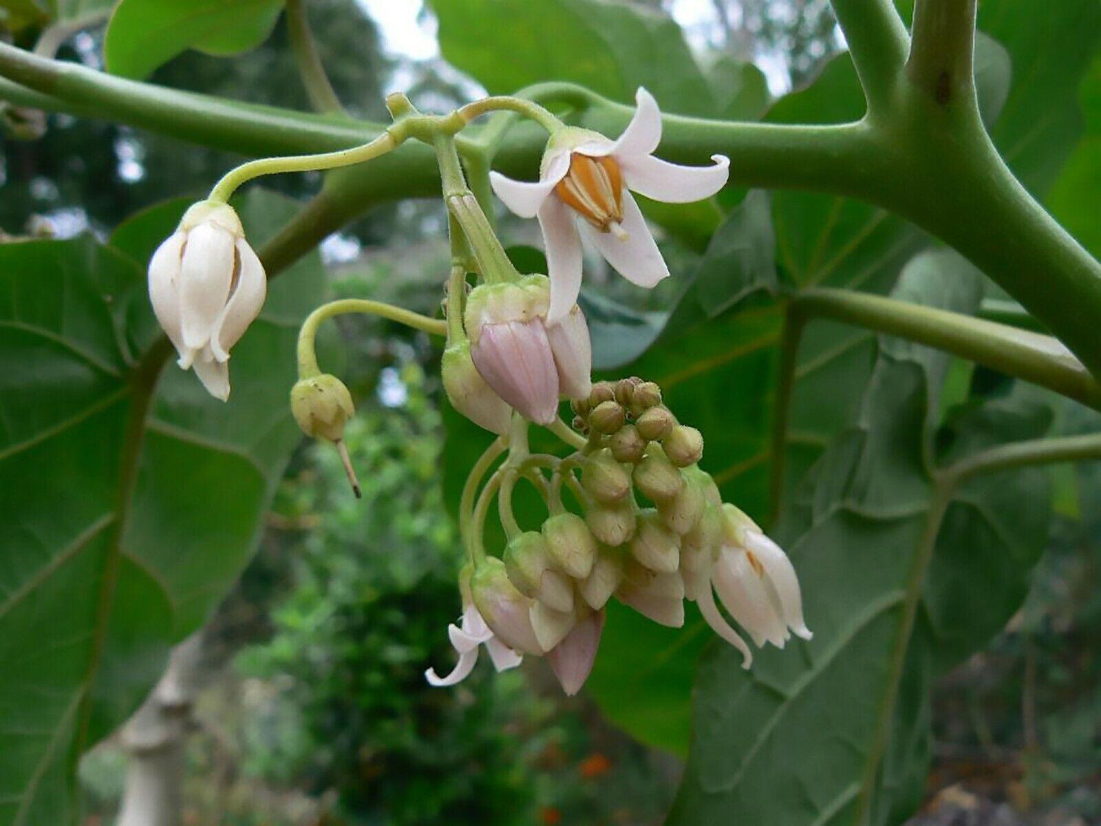 Tamarillo (Tree Tomato) Seeds (Edible, Fast) - Seed World