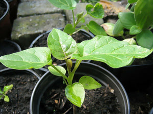 Tamarillo (Tree Tomato) Seeds (Edible, Fast) - Seed World