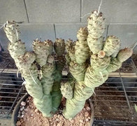 Tephrocactus Articulatus Papyracanthus (Paper Spine Cactus) | 4 Cuttings - Seed World