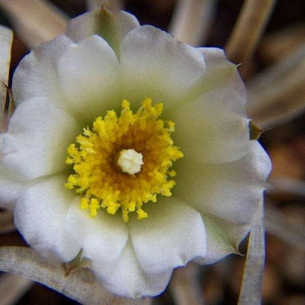 Tephrocactus Articulatus Papyracanthus (Paper Spine Cactus) | 4 Cuttings - Seed World