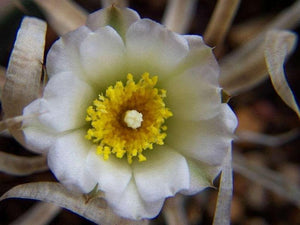 Tephrocactus Articulatus Papyracanthus (Paper Spine Cactus) | 4 Cuttings - Seed World