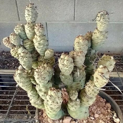 Tephrocactus Articulatus Papyracanthus (Paper Spine Cactus) | 4 Cuttings - Seed World