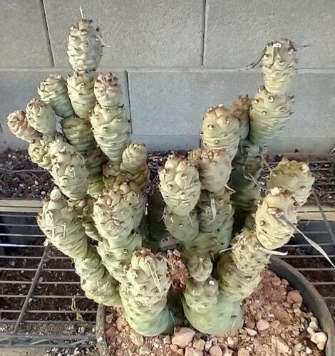 Tephrocactus Articulatus Papyracanthus (Paper Spine Cactus) | 4 Cuttings - Seed World