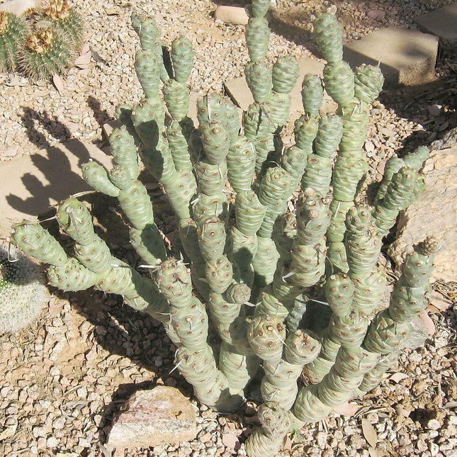 Tephrocactus Articulatus Papyracanthus (Paper Spine Cactus) | 4 Cuttings - Seed World
