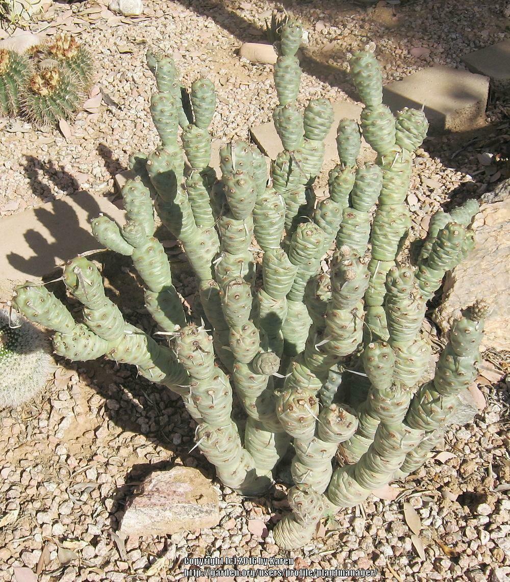 Tephrocactus Articulatus Papyracanthus (Paper Spine Cactus) | 4 Cuttings - Seed World
