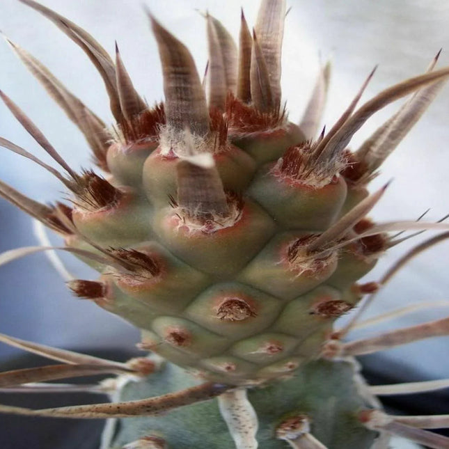 Tephrocactus Articulatus Papyracanthus (Paper Spine Cactus) | 4 Cuttings - Seed World