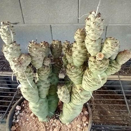 Tephrocactus Articulatus Papyracanthus (Paper Spine Cactus) | 4 Cuttings - Seed World