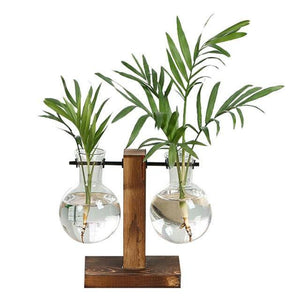 Terrarium Hydroponic Plant Vases - Seed World
