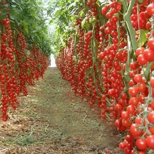 	Long row of red tomato vines loaded with fruit	