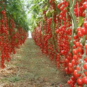 	Long row of red tomato vines loaded with fruit	