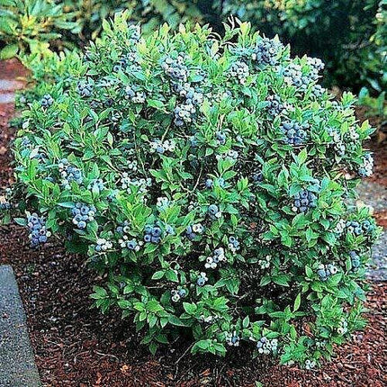 Top Hat Blueberry Seeds - 100 Dwarf Blueberry Seeds - Seed World