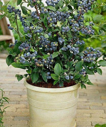 Top Hat Blueberry Seeds - 100 Dwarf Blueberry Seeds - Seed World