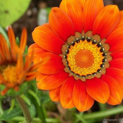 Treasure Flower Gazania Mix Seeds - Seed World
