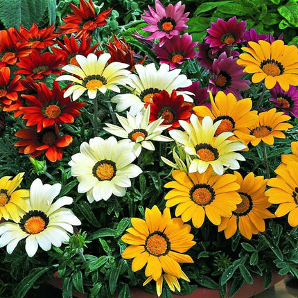 Treasure Flower Gazania Mix Seeds - Seed World