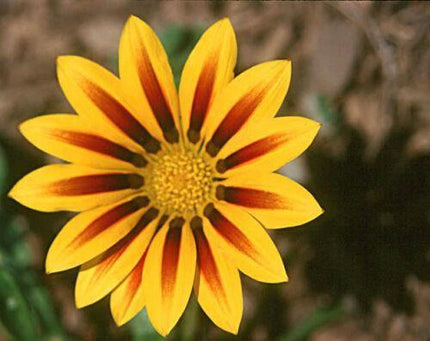 Treasure Flower Gazania Mix Seeds - Seed World