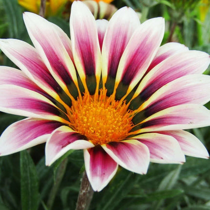 Treasure Flower Gazania Mix Seeds - Seed World