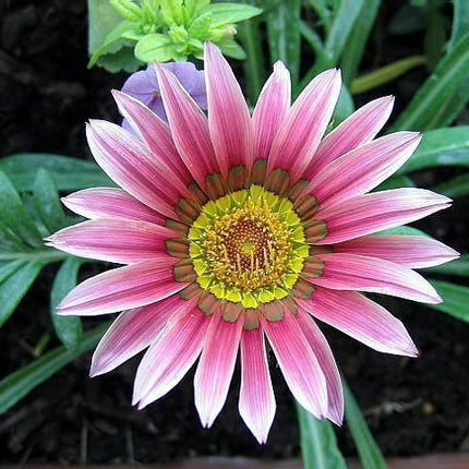 Treasure Flower Gazania Mix Seeds - Seed World