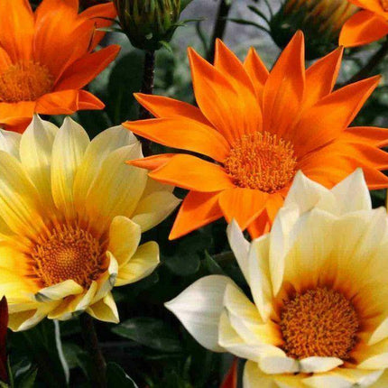 Treasure Flower Gazania Mix Seeds - Seed World