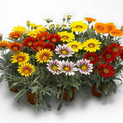 Treasure Flower Gazania Mix Seeds - Seed World
