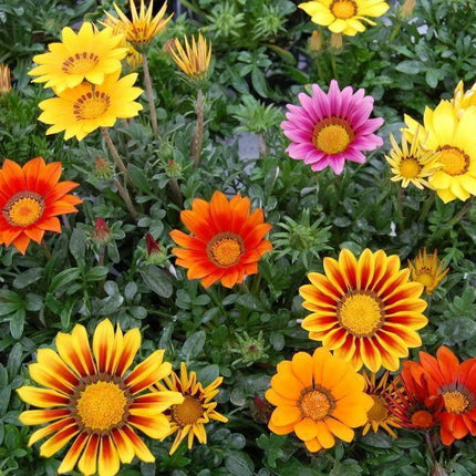Treasure Flower Gazania Mix Seeds - Seed World