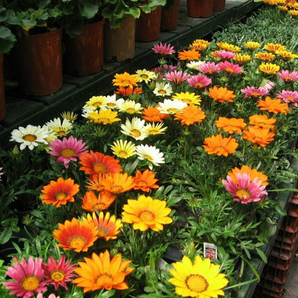 Treasure Flower Gazania Mix Seeds - Seed World