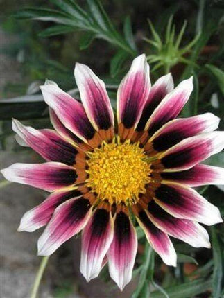 Treasure Flower Gazania Mix Seeds - Seed World