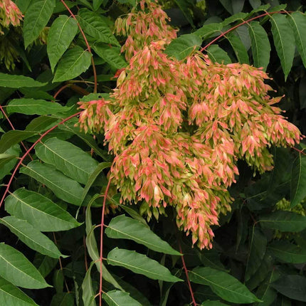 Tree of Heaven Seeds – Ailanthus altissima | 30 Premium Seeds - Seed World