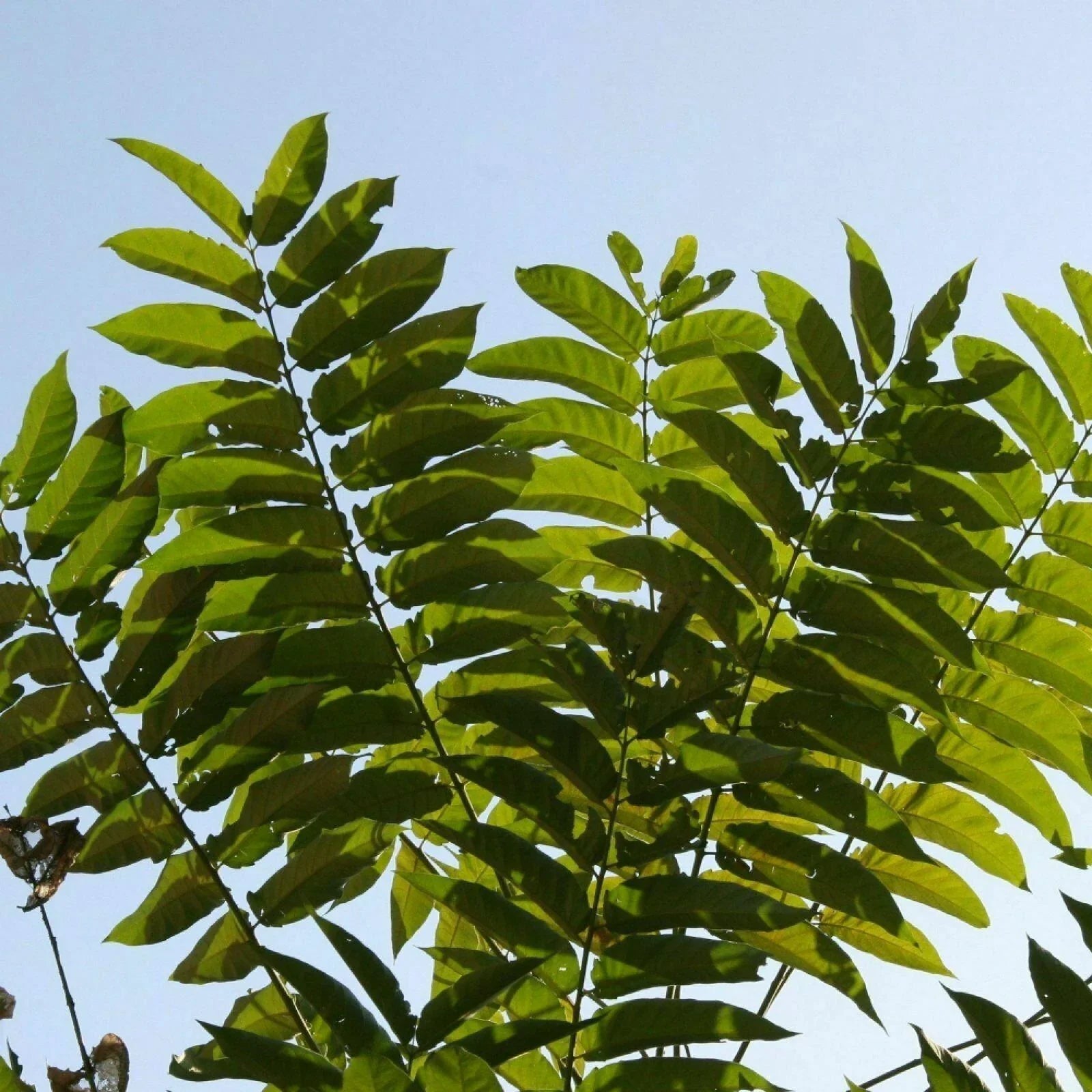 Tree of Heaven Seeds – Ailanthus altissima | 30 Premium Seeds - Seed World