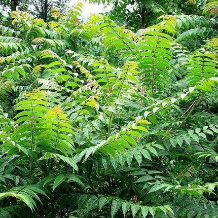 Tree of Heaven Seeds – Ailanthus altissima | 30 Premium Seeds - Seed World