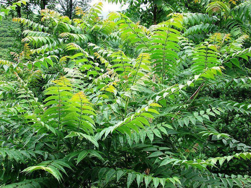 Tree of Heaven Seeds – Ailanthus altissima | 30 Premium Seeds - Seed World